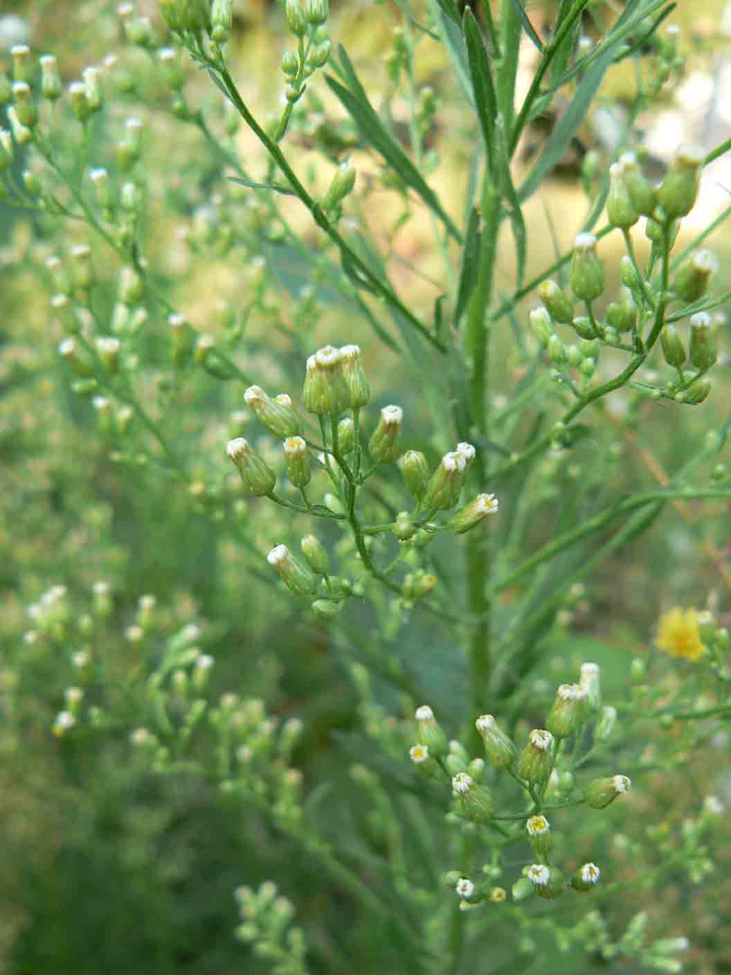 Erigeron canadensis / Saeppola canadese